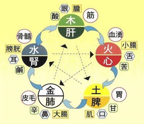 五行內臟|中醫知識 